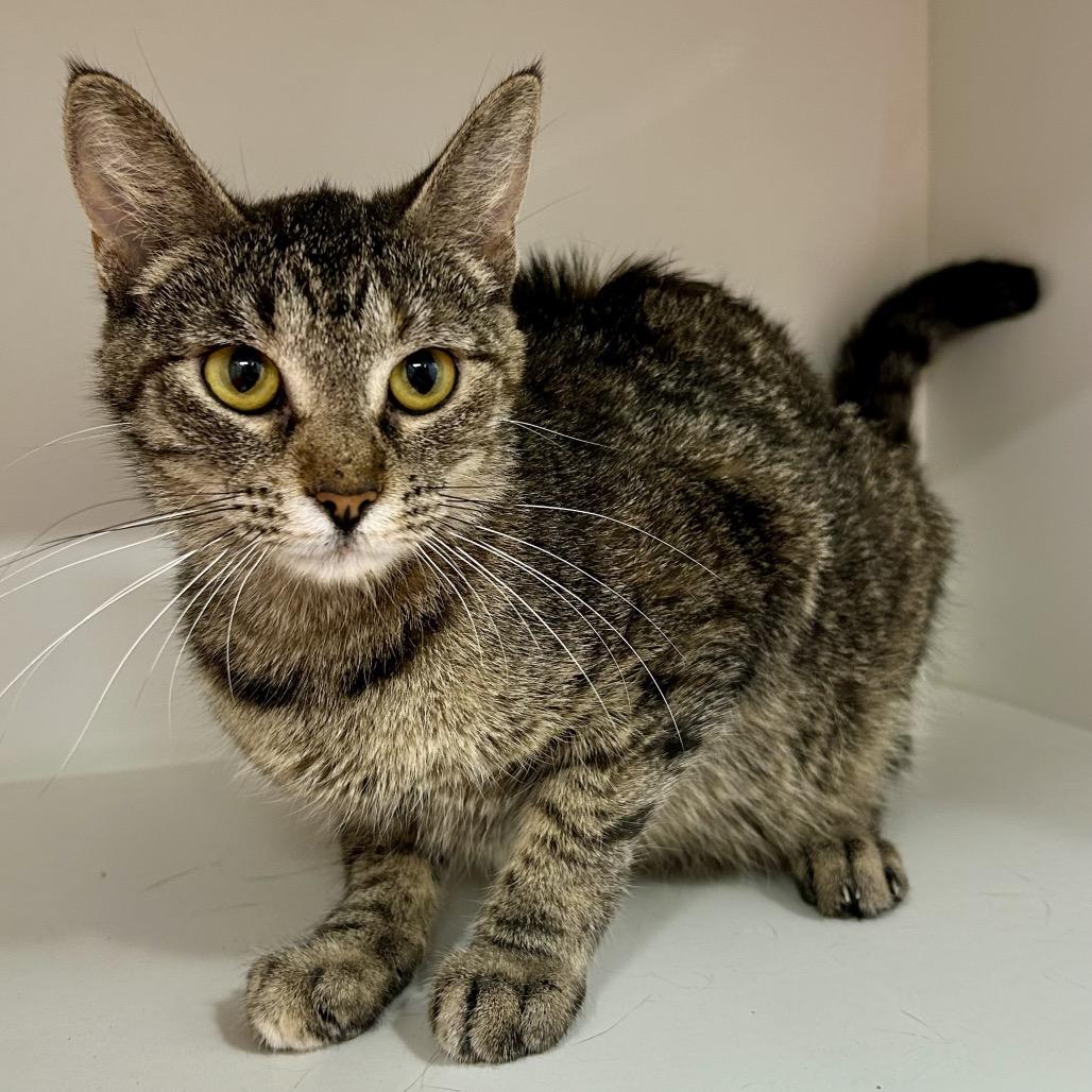Enlarge Kayley, a Adoptable Domestic Short Hair in St Joseph, MO image 1/1