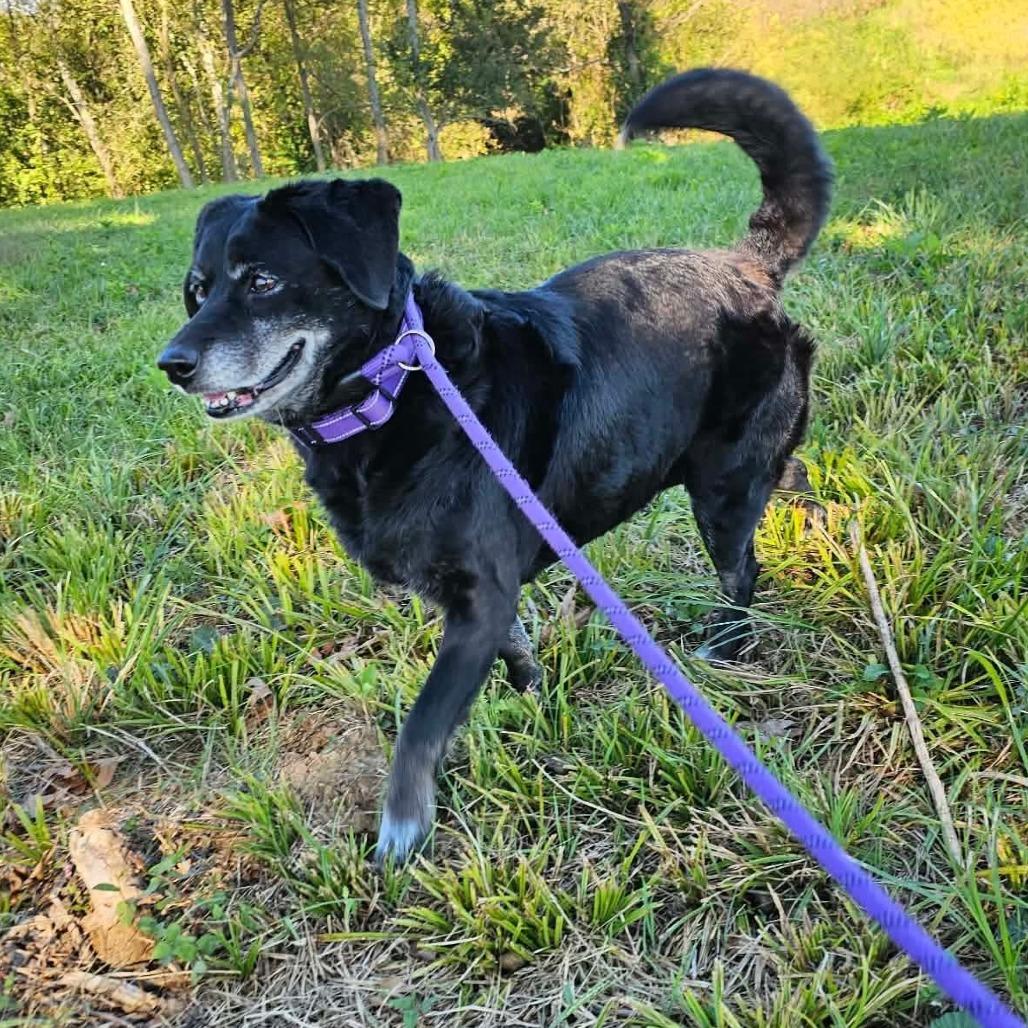 Diva, Adoptable, Adult Female Terrier.