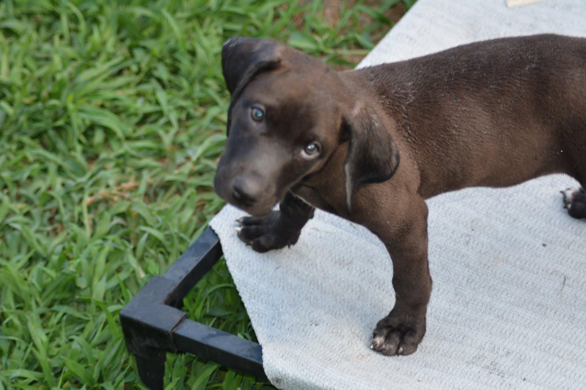 Huron (D2008), a ADOPTABLE mixed breed in Hayes, VA image 2/4