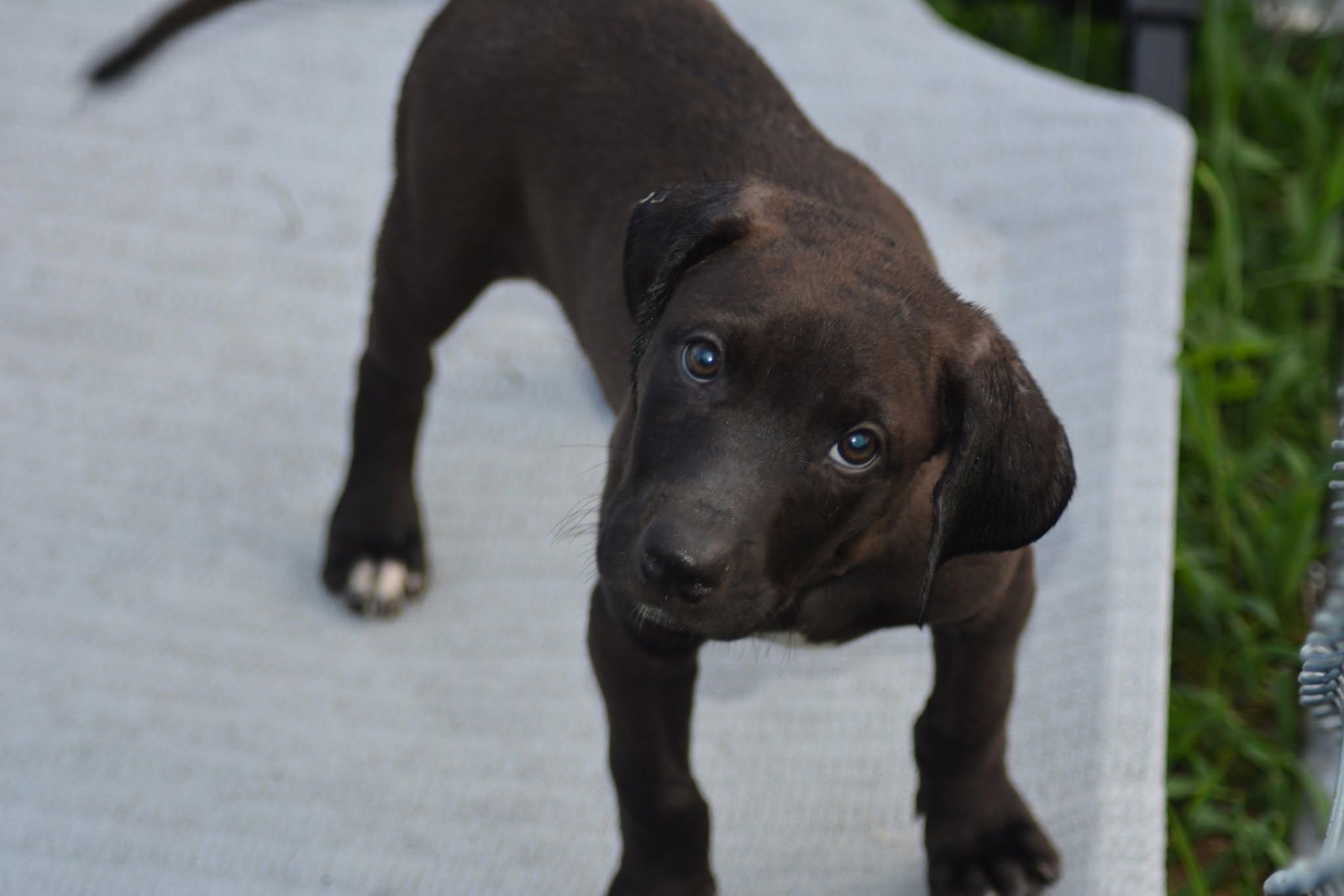 Huron (D2008), ADOPTABLE, Puppy Male Labrador Retriever & Hound.