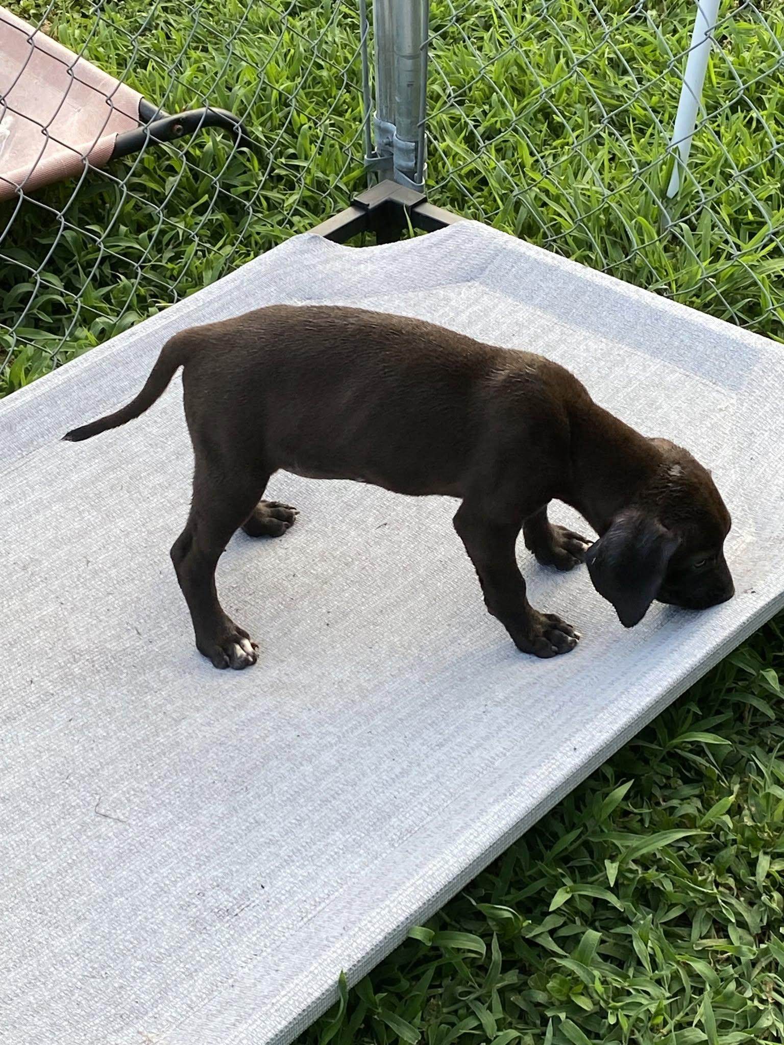 Huron (D2008), a ADOPTABLE mixed breed in Hayes, VA image 3/4