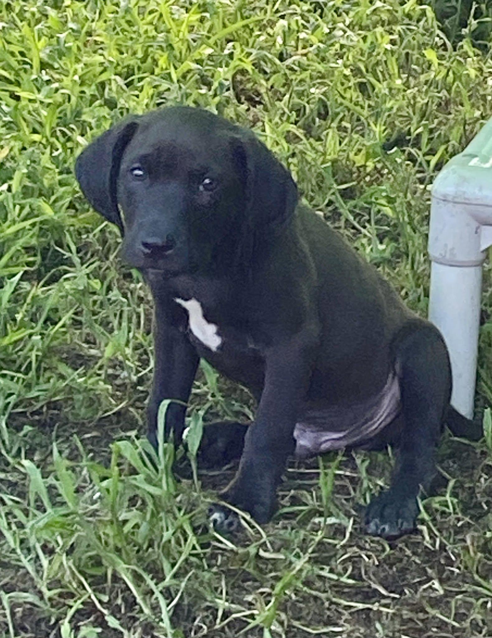 Huron (D2008), a ADOPTABLE mixed breed in Hayes, VA image 4/4