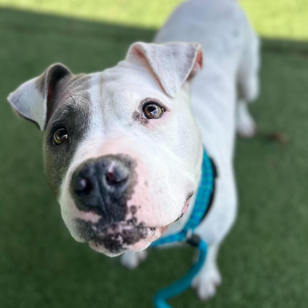 Whisper, Adoptable, Adult Female Pit Bull Terrier.