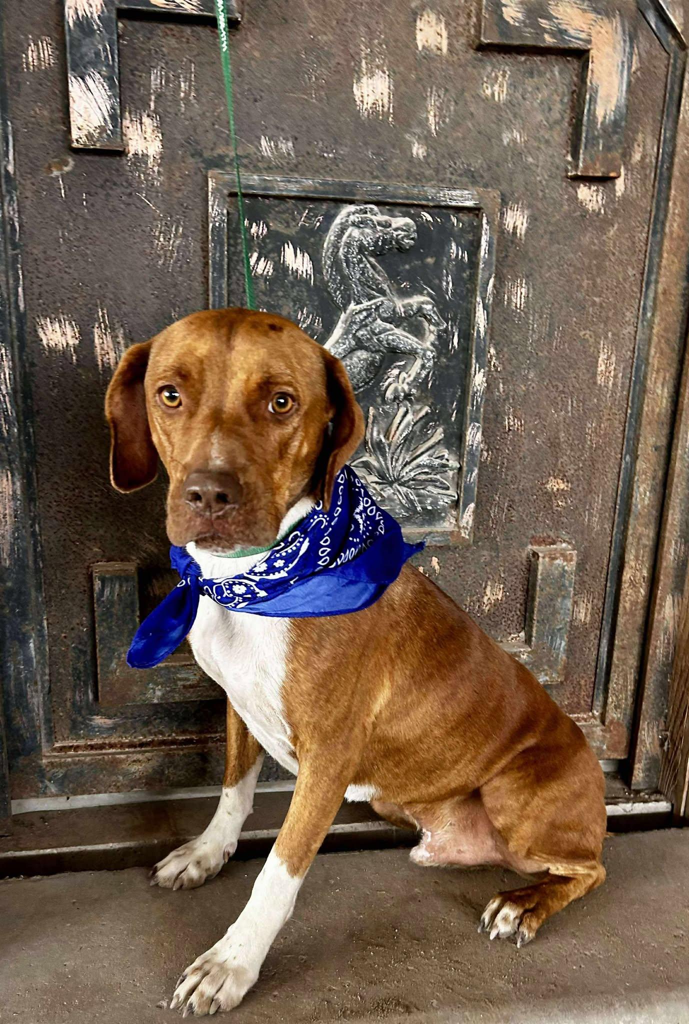 Tux, a Adoptable mixed breed in Newington, CT image 3/6