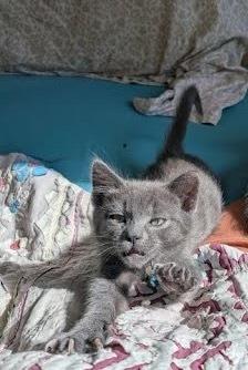 McLaren, a Adoptable mixed breed in Pacifica, CA image 2/6