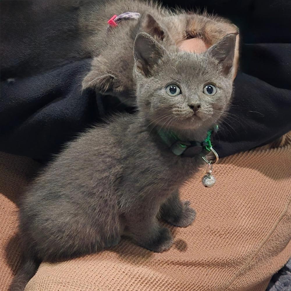 McLaren, a Adoptable mixed breed in Pacifica, CA image 3/6