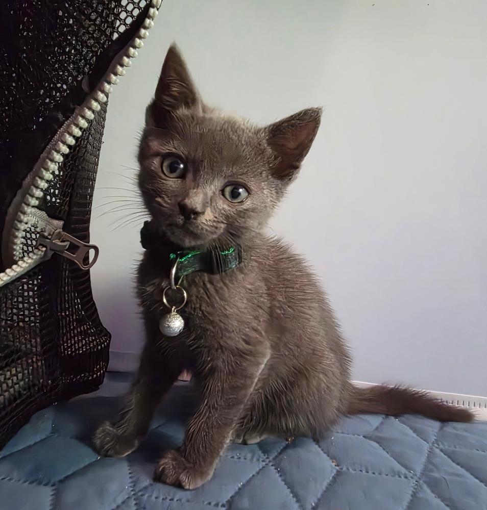 McLaren, a Adoptable mixed breed in Pacifica, CA image 4/6