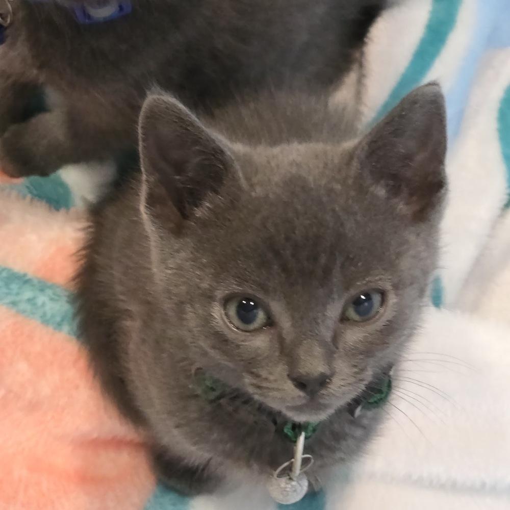 McLaren, a Adoptable mixed breed in Pacifica, CA image 5/6