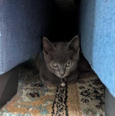 McLaren, a Adoptable mixed breed in Pacifica, CA image 6/6