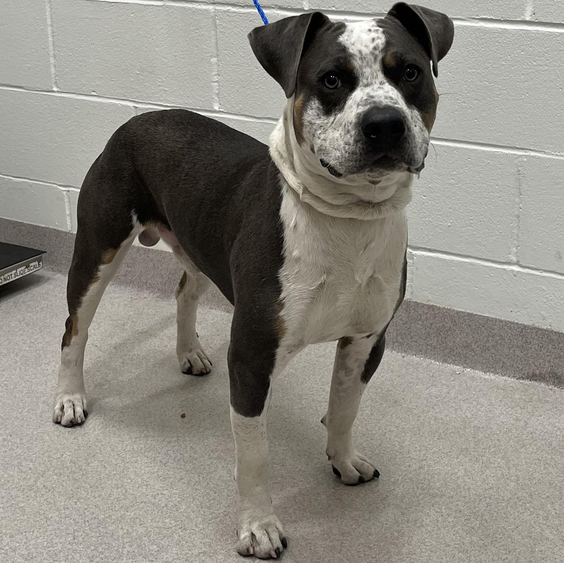 26-236 Pasha, adopted, Adult Male Pit Bull Terrier.