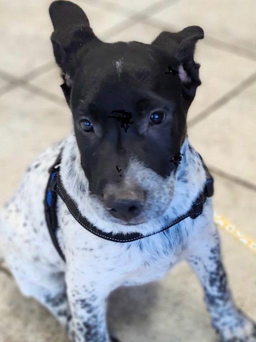 Joey, a Adoptable Australian Cattle Dog / Blue Heeler in Rancho Cucamonga, CA image 1/3