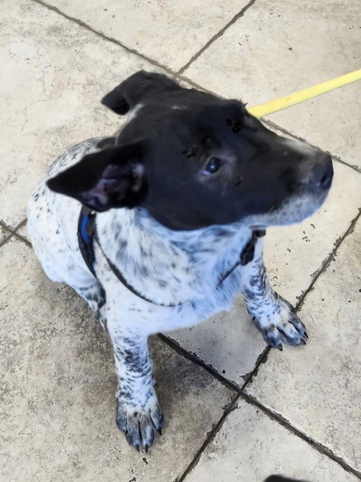 Joey, a Adoptable Australian Cattle Dog / Blue Heeler in Rancho Cucamonga, CA image 2/3