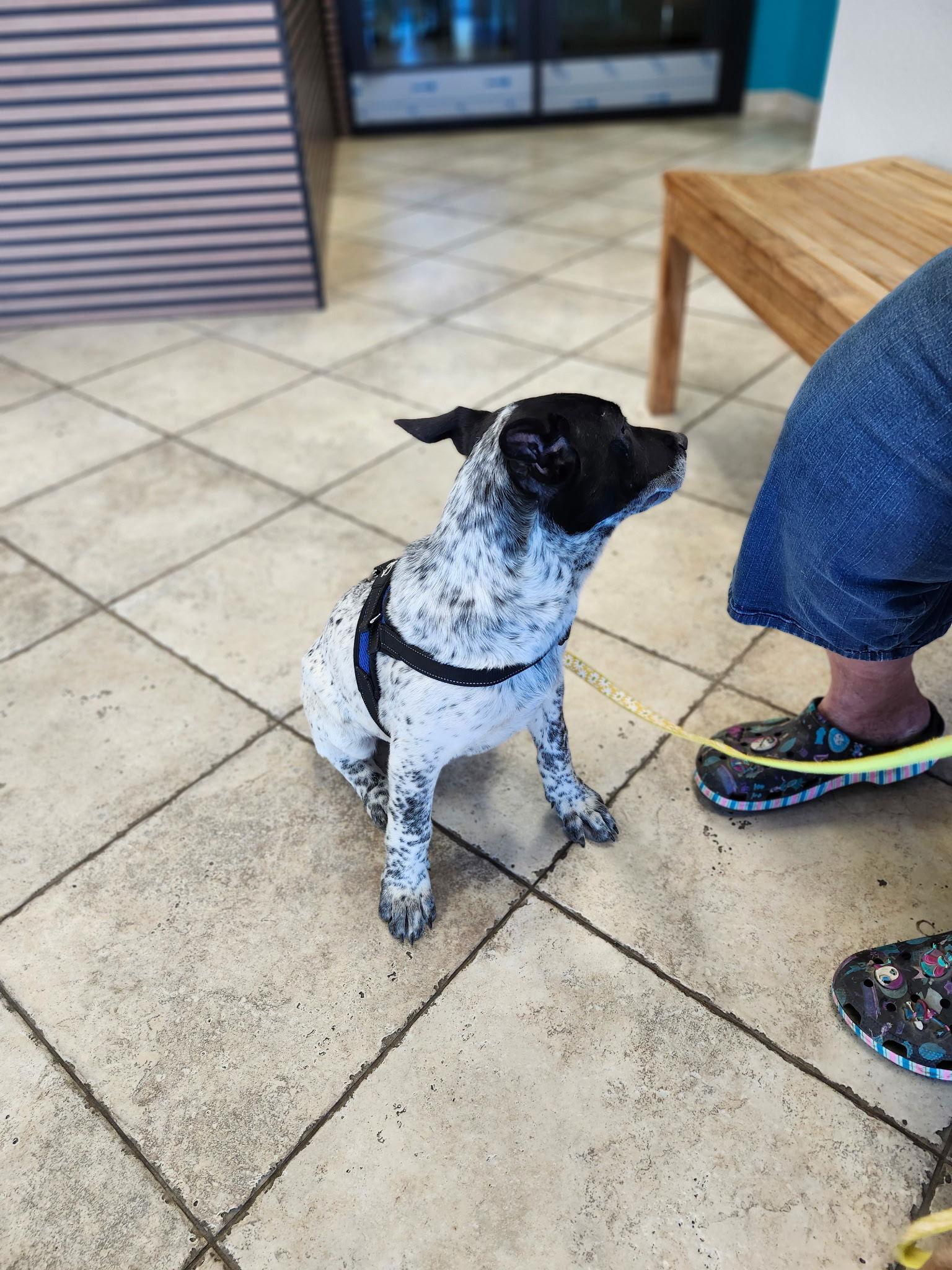 Joey, a Adoptable Australian Cattle Dog / Blue Heeler in Rancho Cucamonga, CA image 3/3
