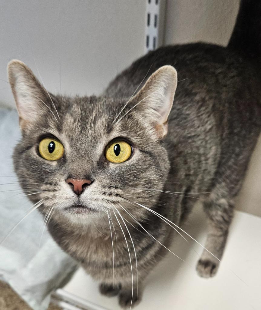 Enlarge Nadia, a Adoptable mixed breed in Fremont, OH image 1/3