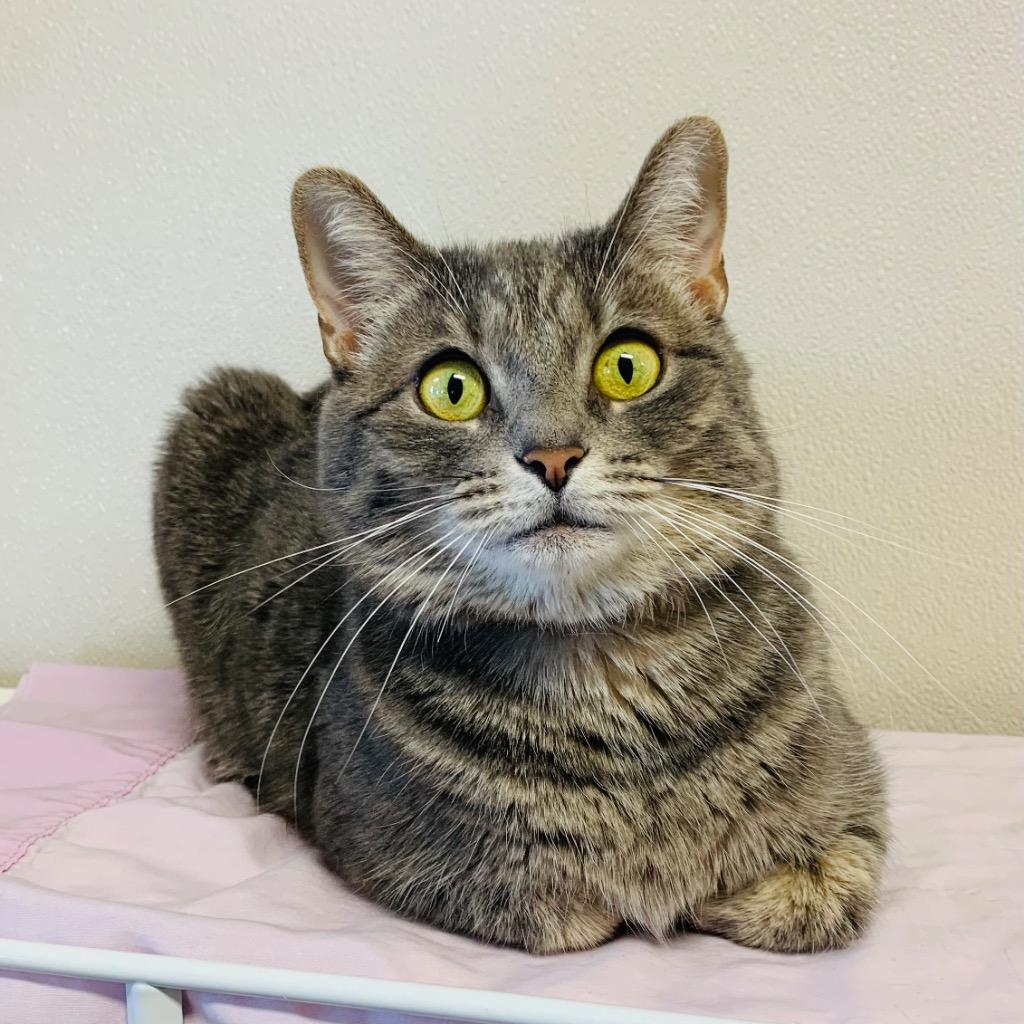Enlarge Nadia, a Adoptable mixed breed in Fremont, OH image 2/3