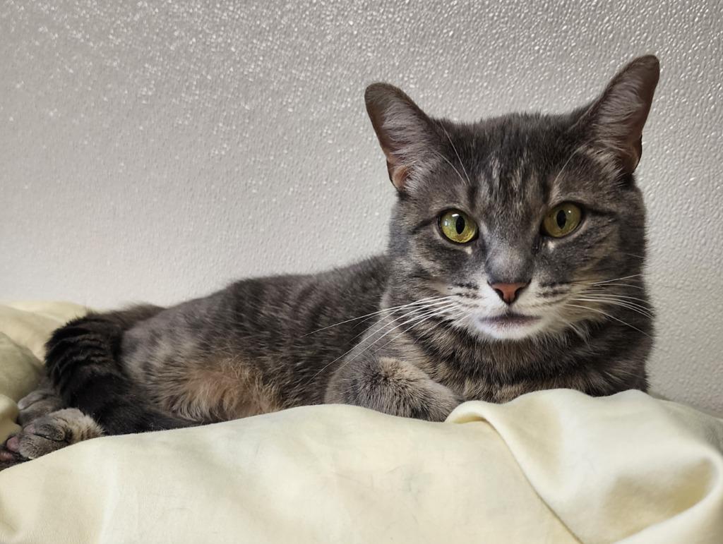 Enlarge Nadia, a Adoptable mixed breed in Fremont, OH image 3/3
