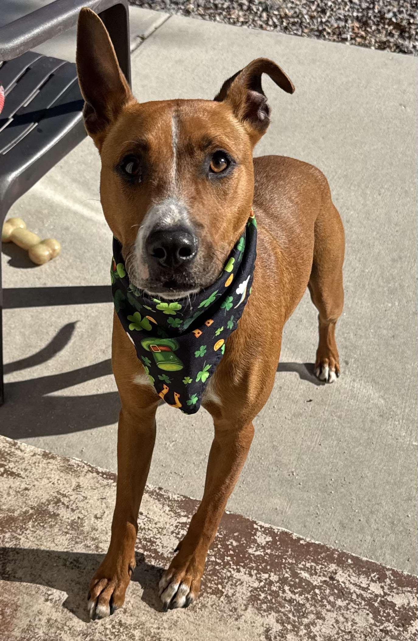 Rowan, a Adopted mixed breed in New Port Richey, FL image 5/6