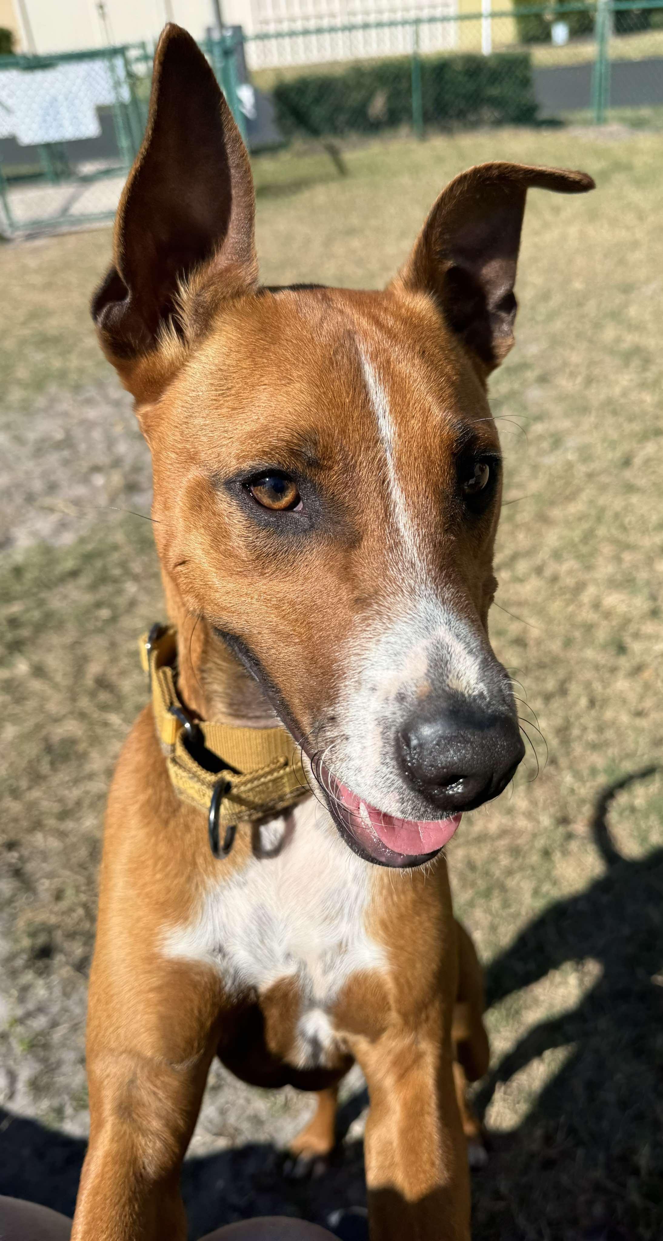 Rowan, a Adopted mixed breed in New Port Richey, FL image 3/6