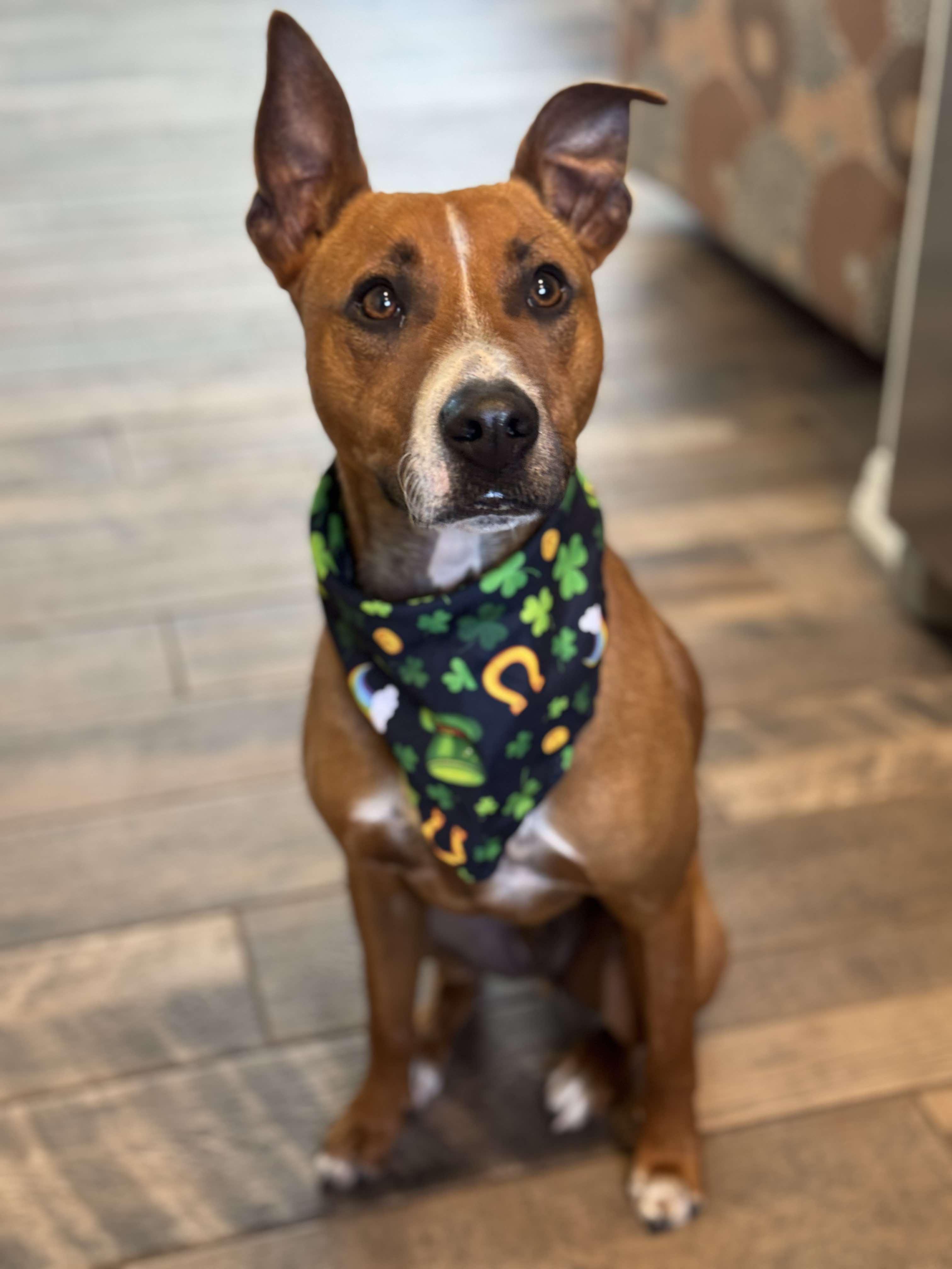 Rowan, a Adopted mixed breed in New Port Richey, FL image 1/6