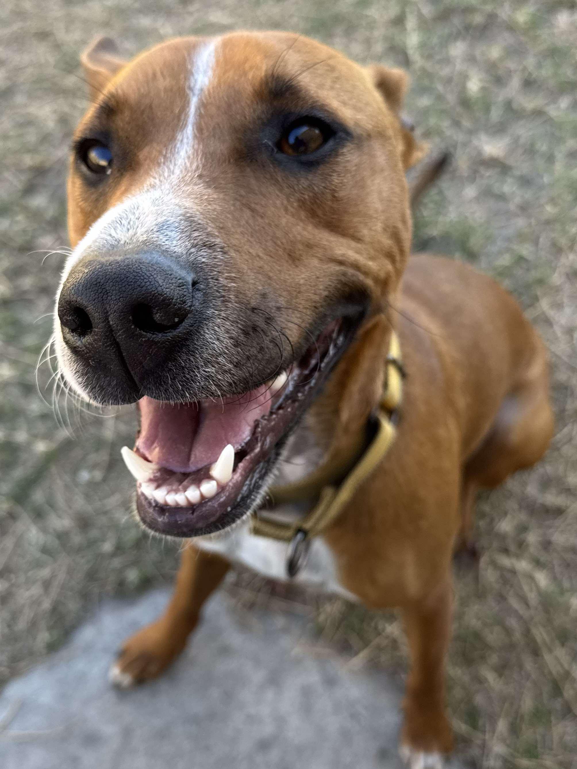 Rowan, a Adopted mixed breed in New Port Richey, FL image 2/6