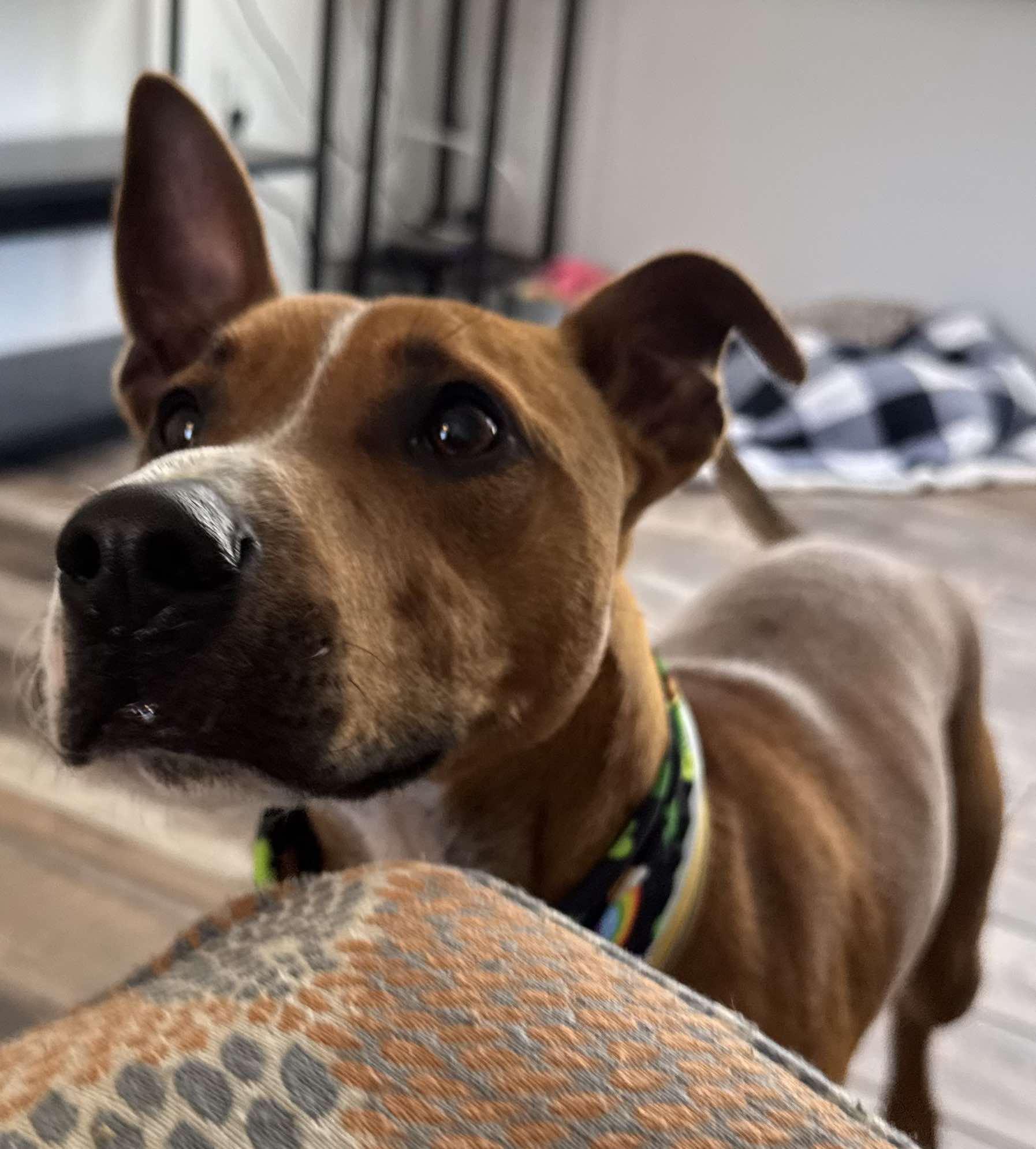 Rowan, a Adopted mixed breed in New Port Richey, FL image 4/6