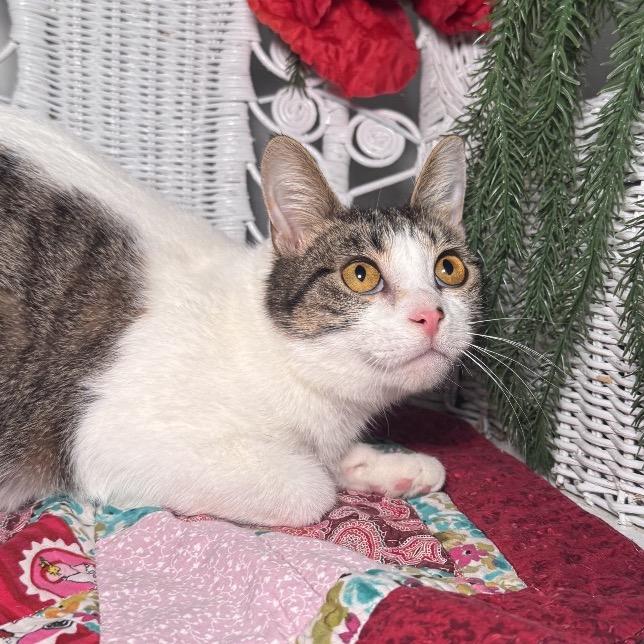 Valbee 55810, Adoptable, Adult Male Domestic Short Hair.