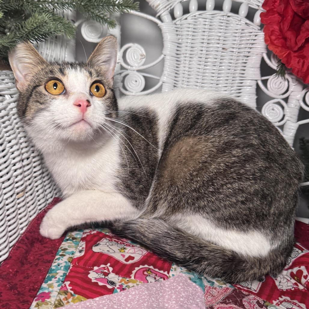 Enlarge Valbee 55810, a Adoptable Domestic Short Hair in Lansing, MI image 2/5