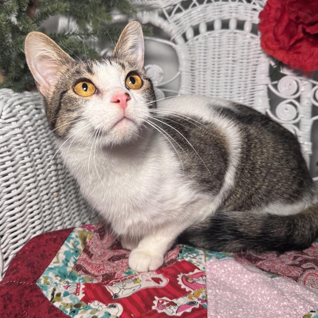 Enlarge Valbee 55810, a Adoptable Domestic Short Hair in Lansing, MI image 3/5