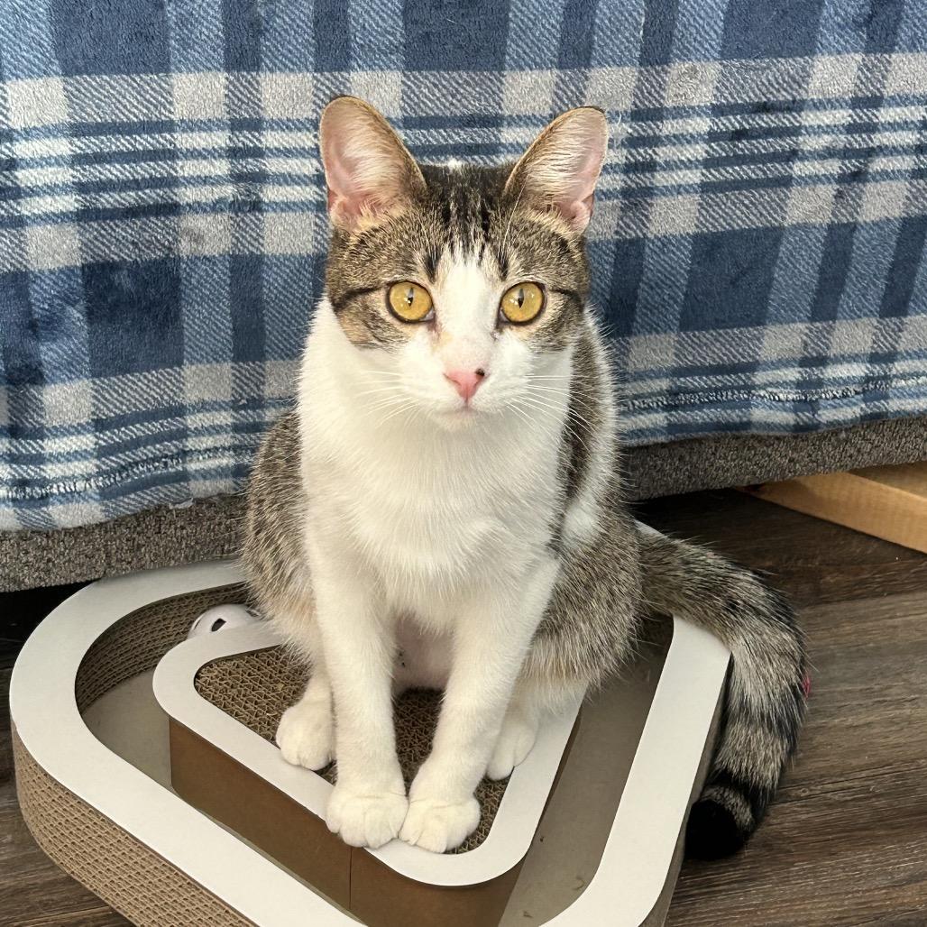 Enlarge Valbee 55810, a Adoptable Domestic Short Hair in Lansing, MI image 4/5