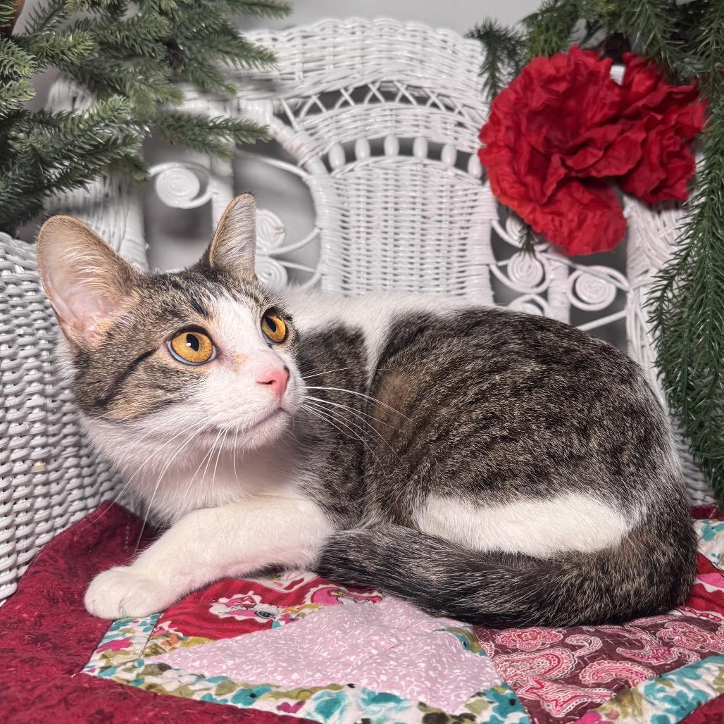 Enlarge Valbee 55810, a Adoptable Domestic Short Hair in Lansing, MI image 5/5