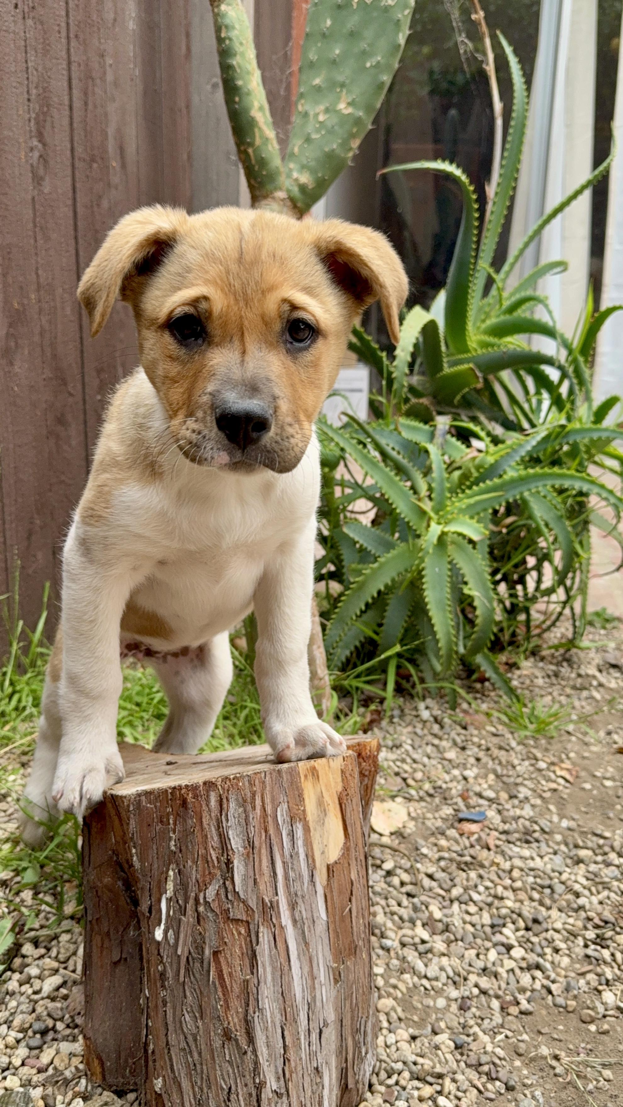 Enlarge Sage, a ADOPTABLE mixed breed in Los Gatos, CA image 5/6