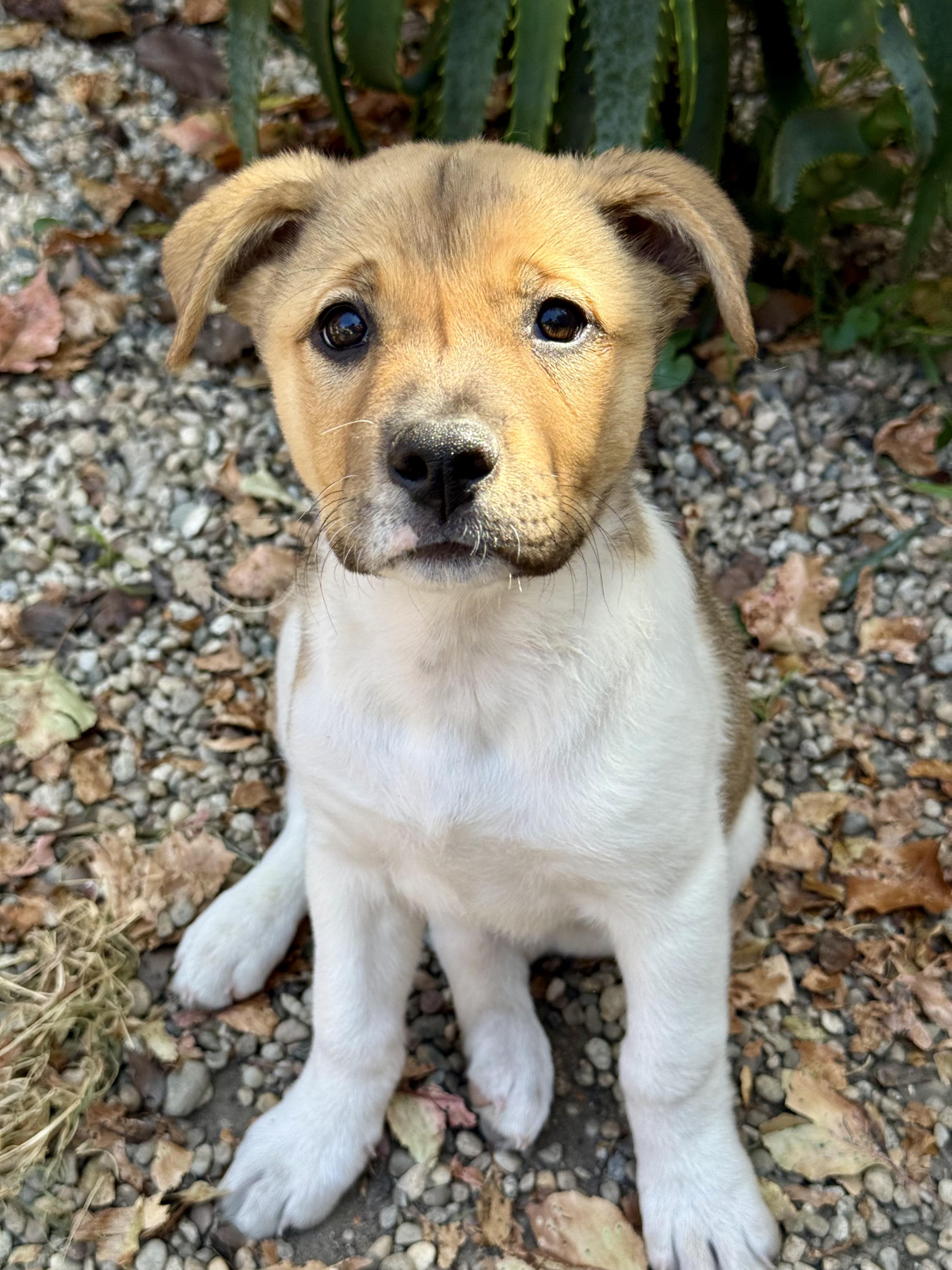 Sage, ADOPTABLE, Puppy Female German Shepherd Dog & Cattle Dog.