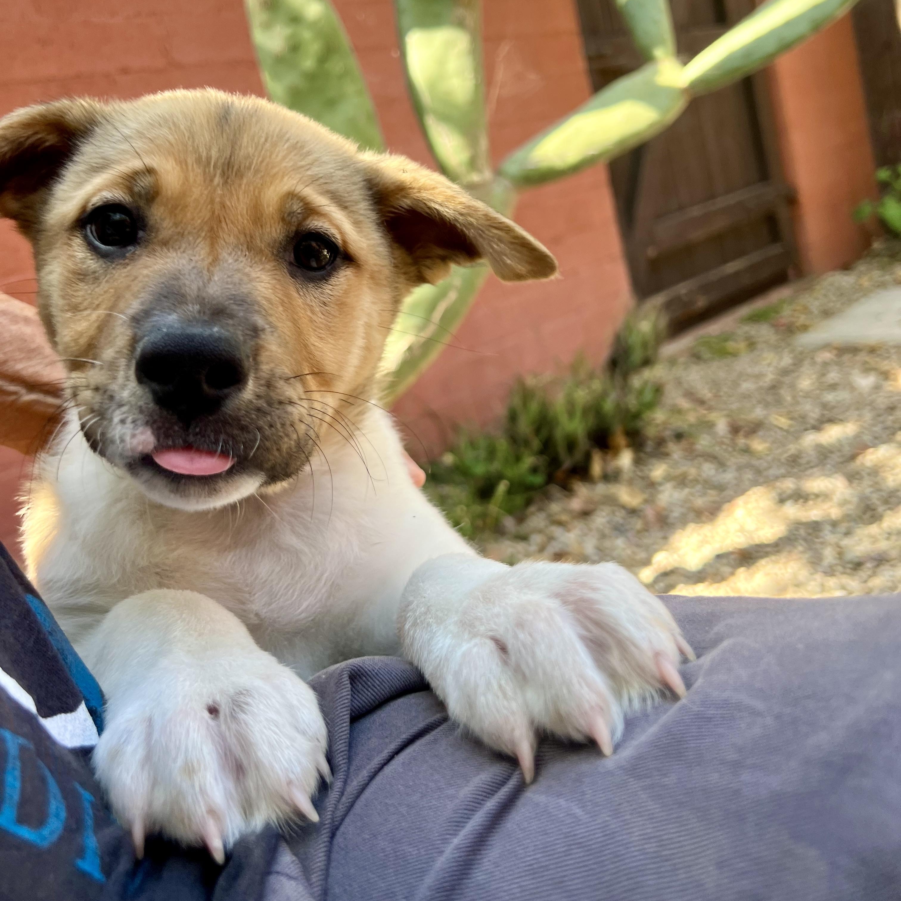 Enlarge Sage, a ADOPTABLE mixed breed in Los Gatos, CA image 3/6
