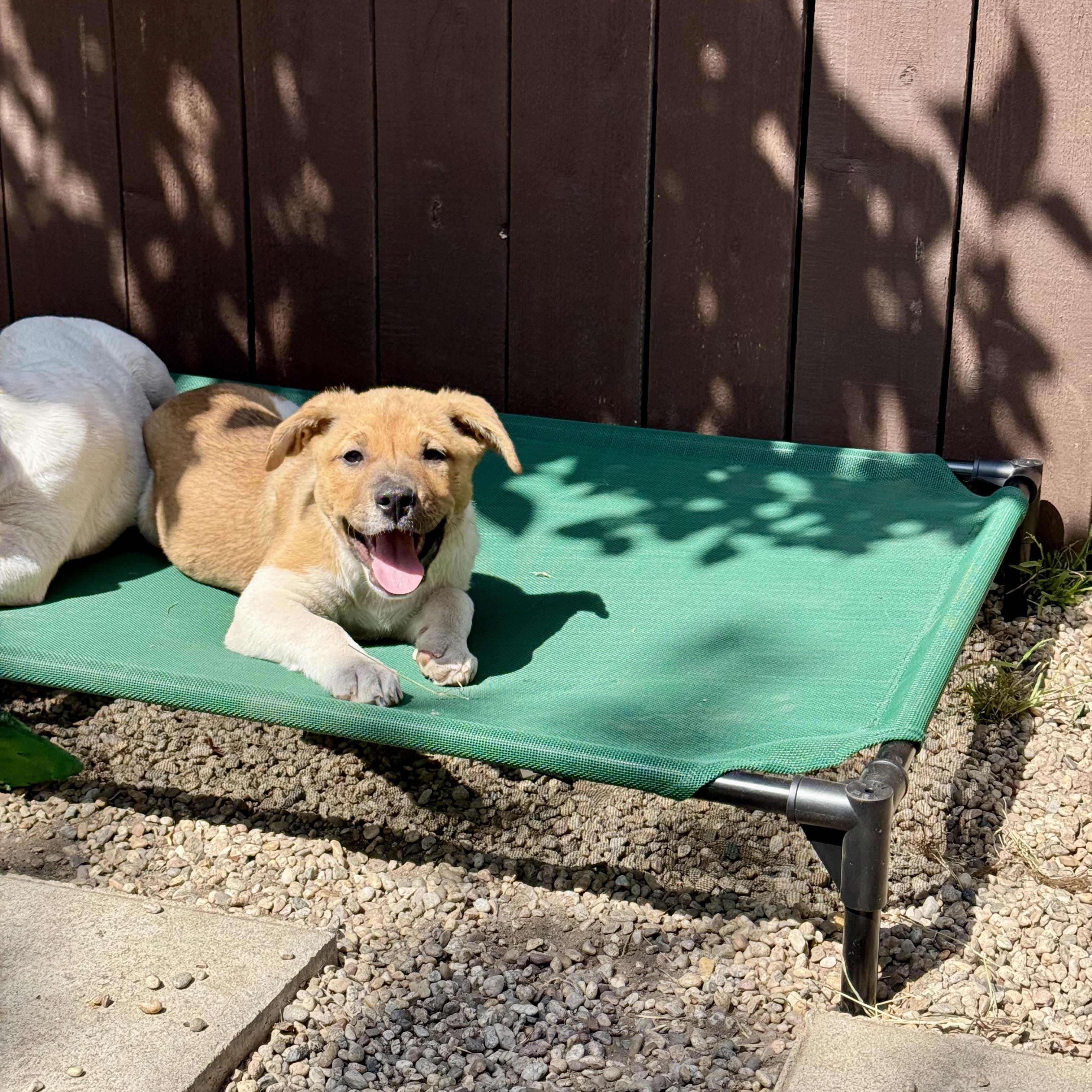 Enlarge Sage, a ADOPTABLE mixed breed in Los Gatos, CA image 2/6