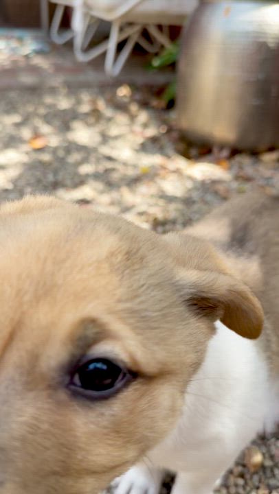 Enlarge Sage, a ADOPTABLE mixed breed in Los Gatos, CA video 4/6