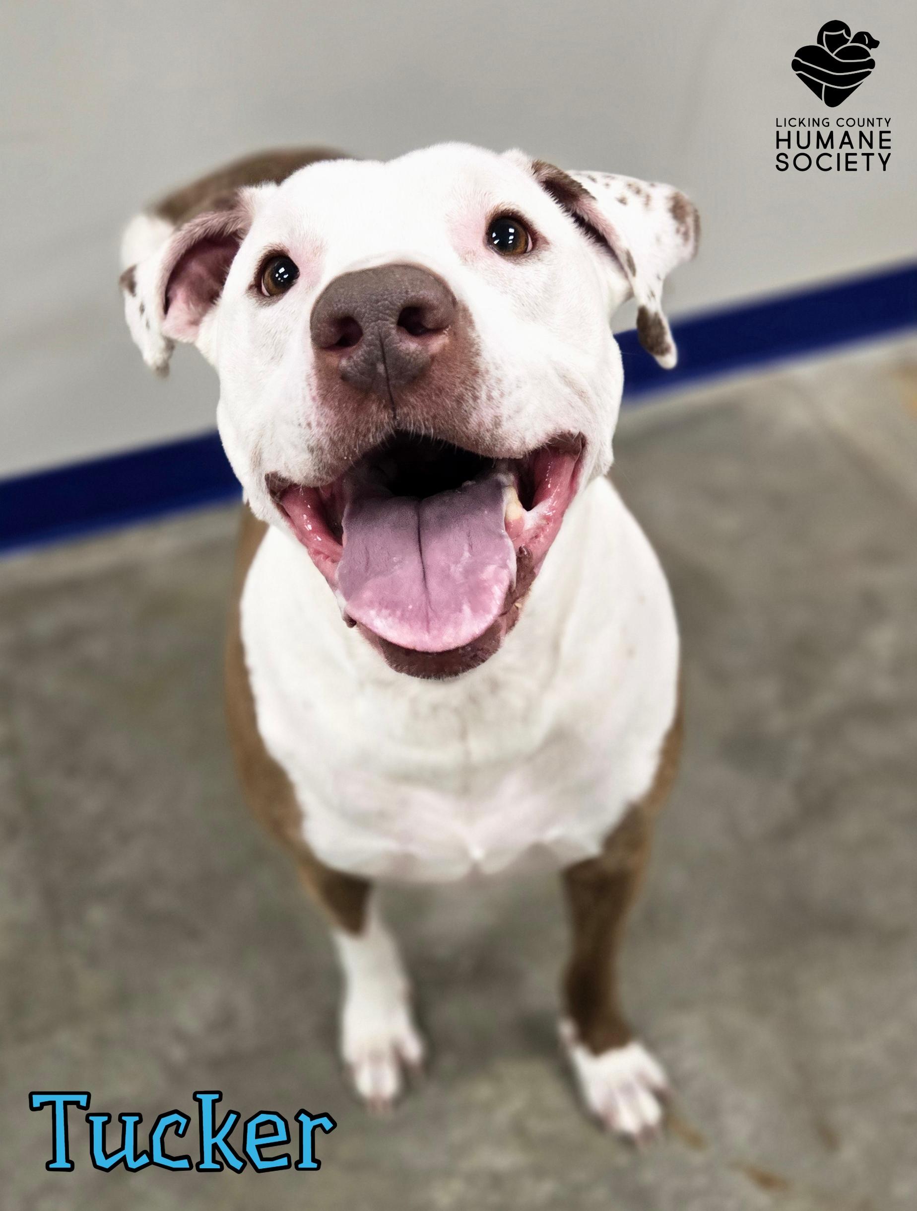 Enlarge Tucker, a ADOPTABLE mixed breed in Heath, OH image 2/2