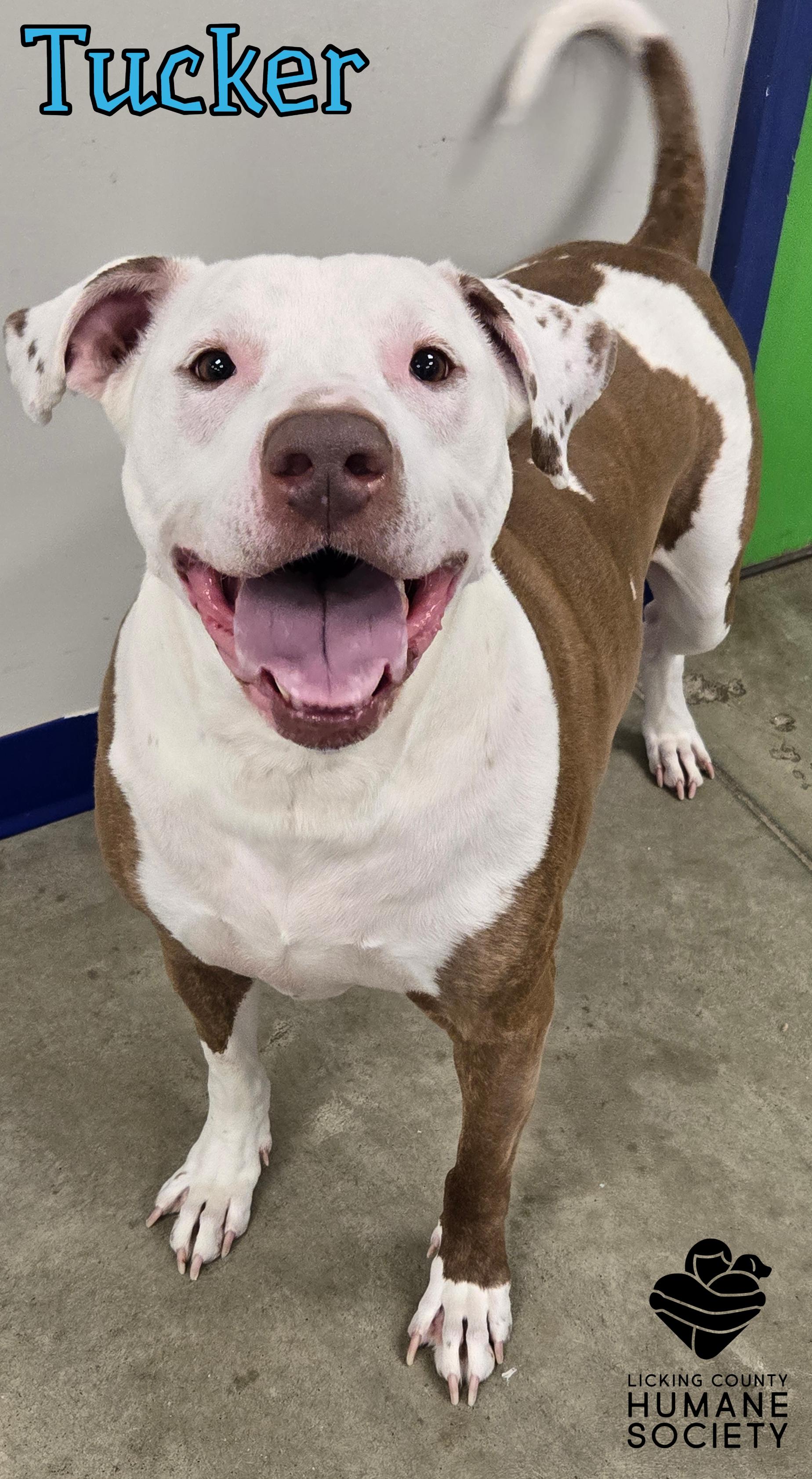 Tucker, ADOPTABLE, Senior Male Pit Bull Terrier.