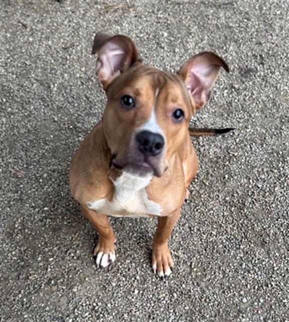 Enlarge PHARAOH, a Adoptable Pit Bull Terrier in Peoria, IL image 1/1