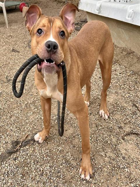 PHARAOH, Adoptable, Young Male Pit Bull Terrier.