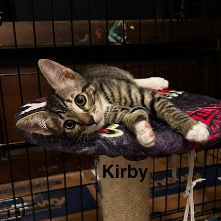 Kirby (2.5 months), ADOPTABLE, Kitten Male Domestic Short Hair.