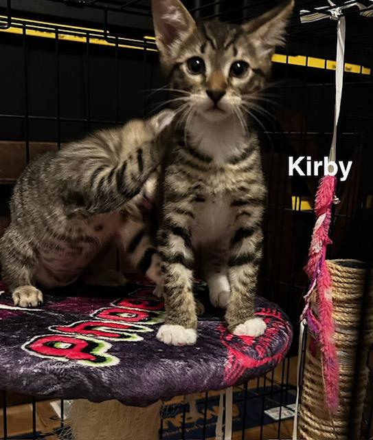 Kirby (2.5 months), a ADOPTABLE Domestic Short Hair in Tacoma, WA image 2/4