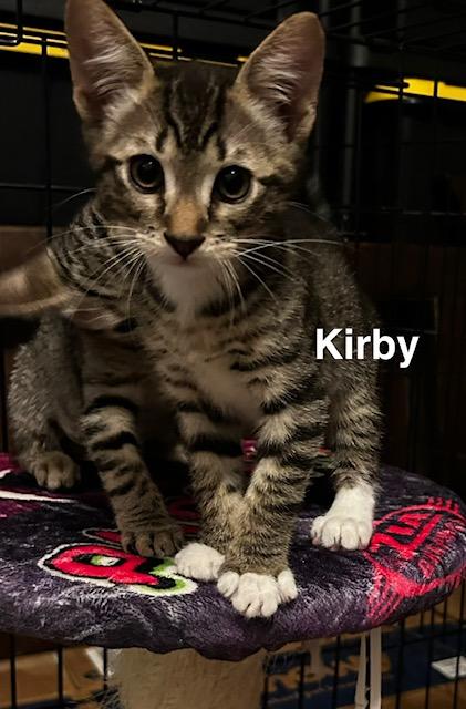 Kirby (2.5 months), a ADOPTABLE Domestic Short Hair in Tacoma, WA image 3/4