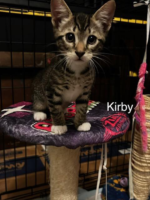 Kirby (2.5 months), a ADOPTABLE Domestic Short Hair in Tacoma, WA image 4/4