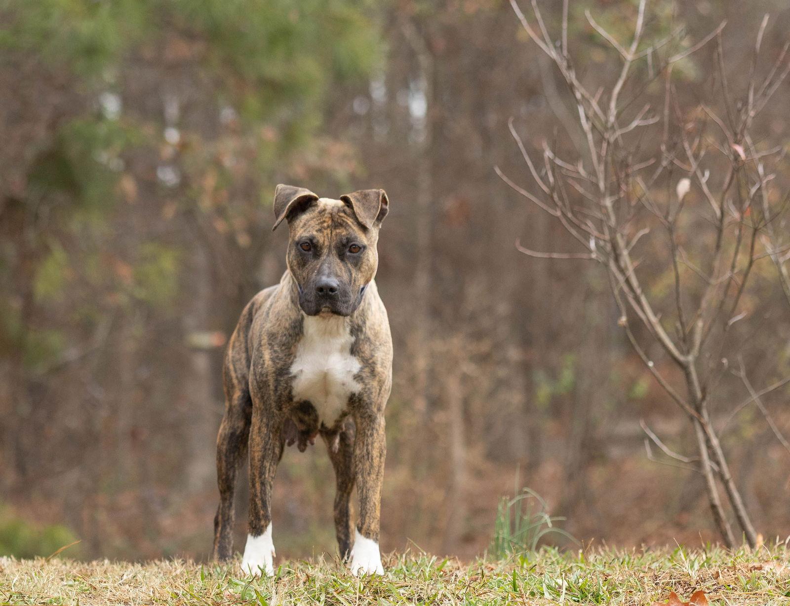 Hildy, Adoptable, Adult Female Mixed Breed.