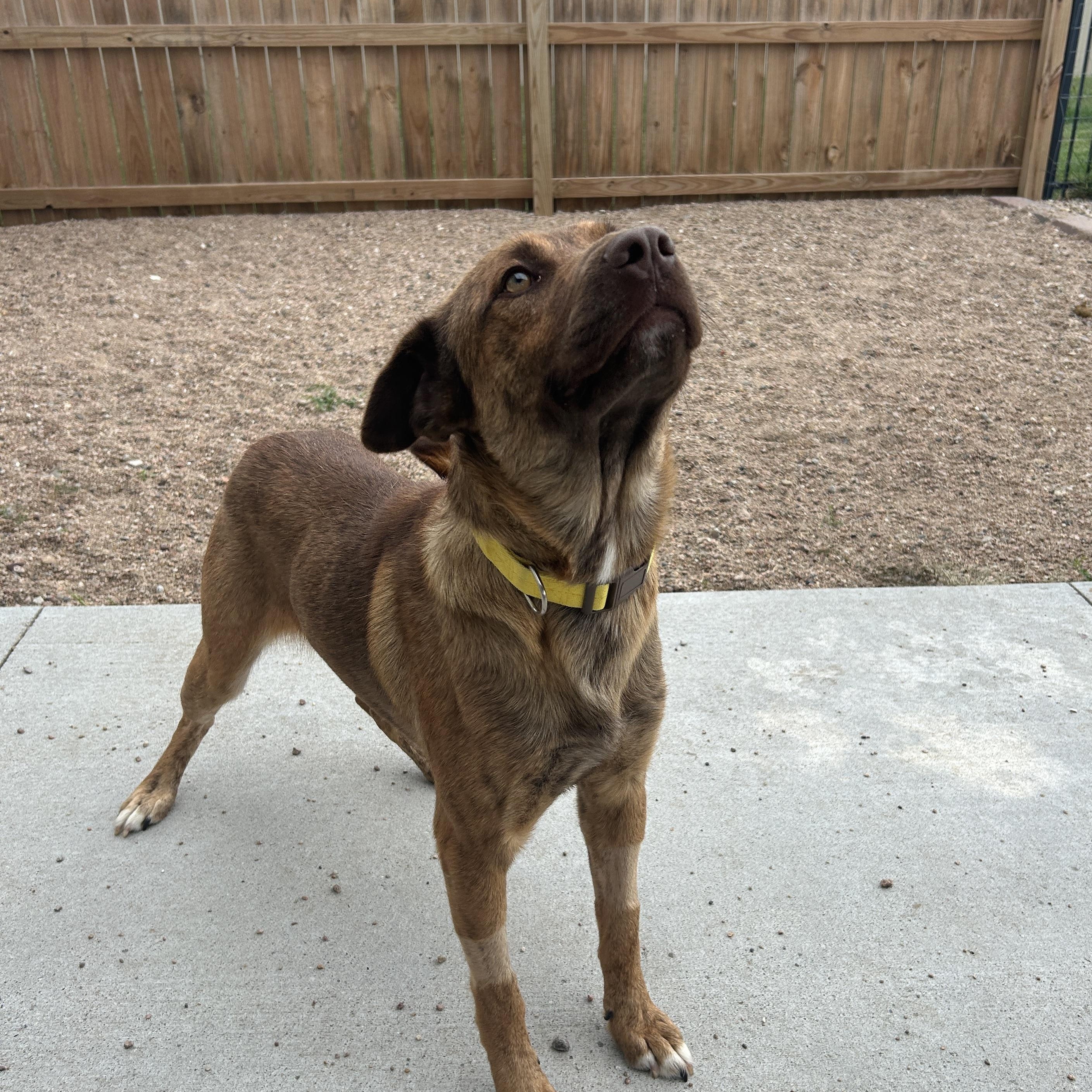Enlarge Copper, a Adoptable mixed breed in Seward, NE image 2/5