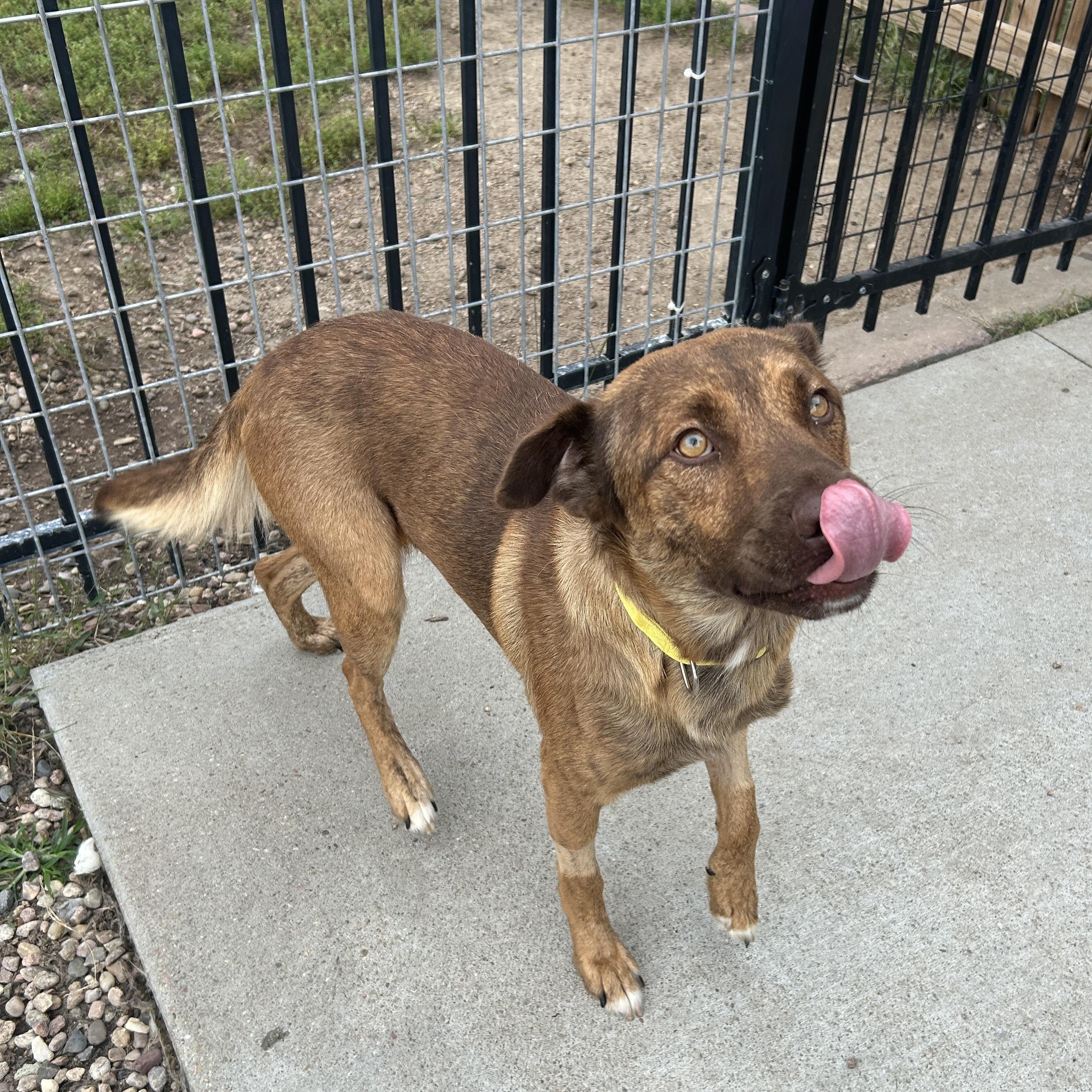 Enlarge Copper, a Adoptable mixed breed in Seward, NE image 4/5