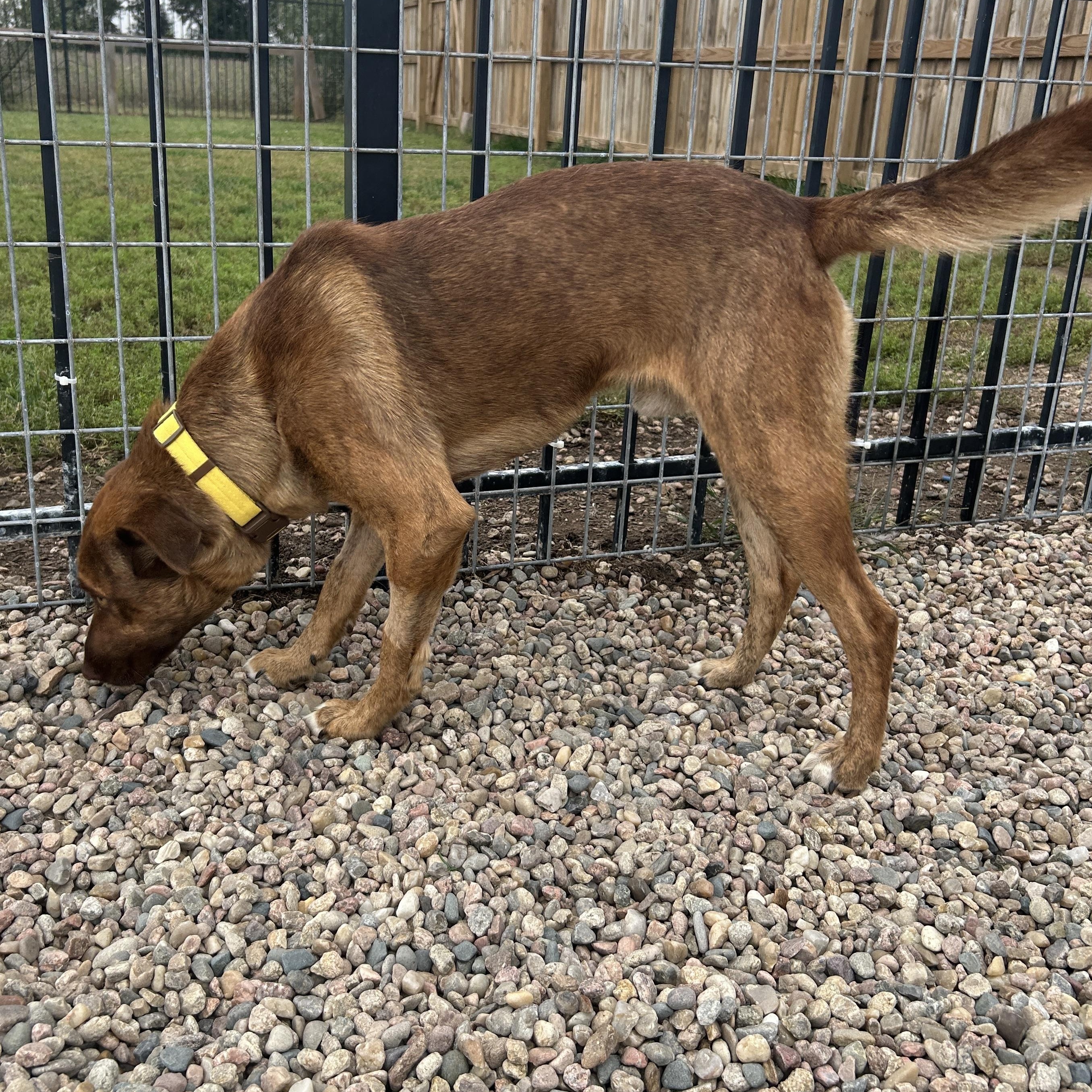 Enlarge Copper, a Adoptable mixed breed in Seward, NE image 5/5