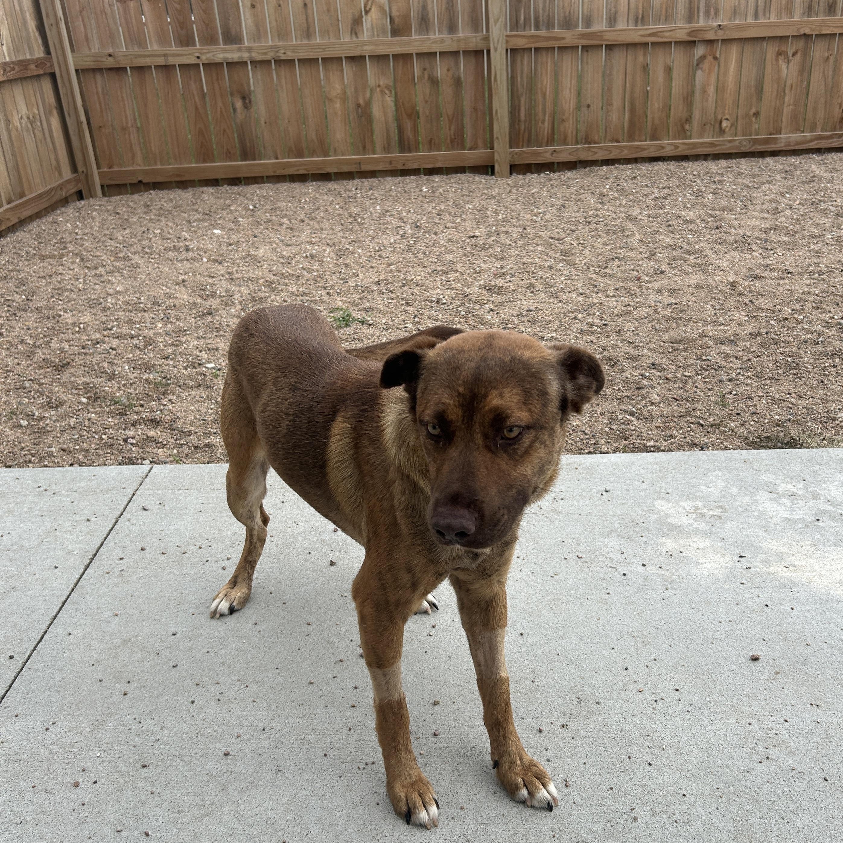 Enlarge Copper, a Adoptable mixed breed in Seward, NE image 3/5