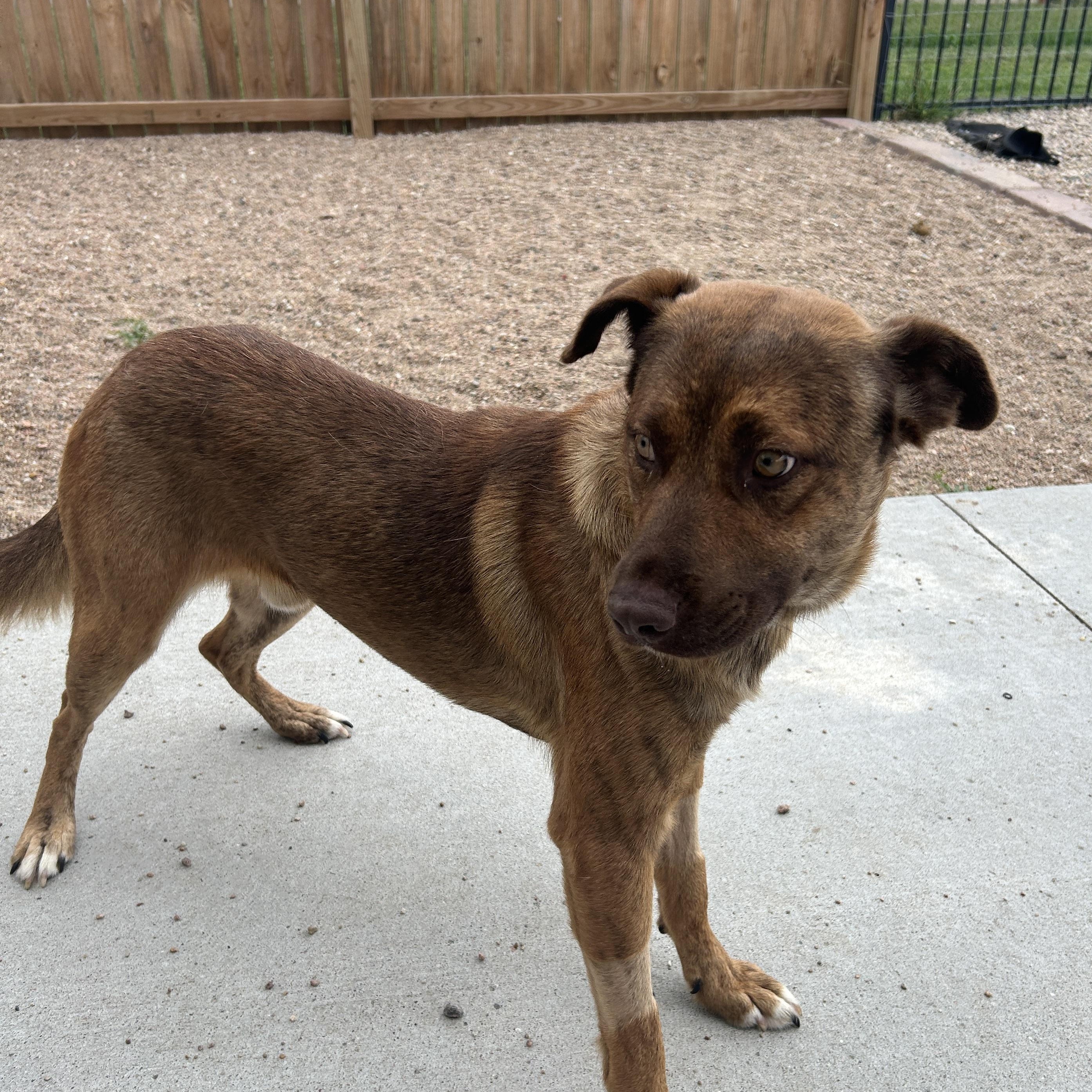 Copper, Adoptable, Young Male Australian Cattle Dog / Blue Heeler.