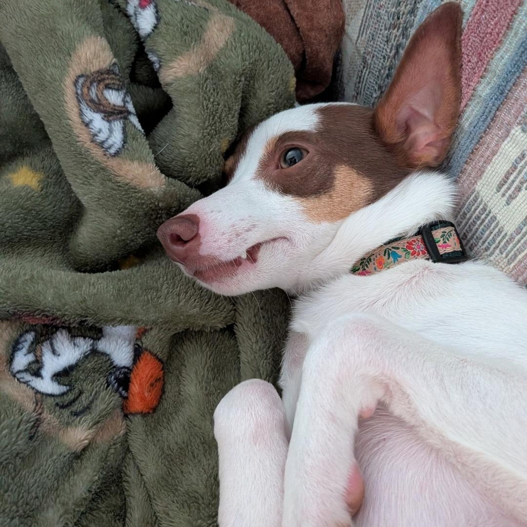 Archie, a ADOPTABLE mixed breed in Raeford, NC image 5/5